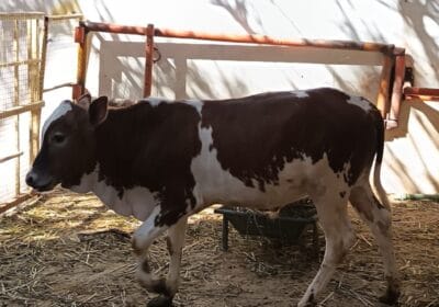 38fcce13-110f-48a7-8608-6c146d93702f