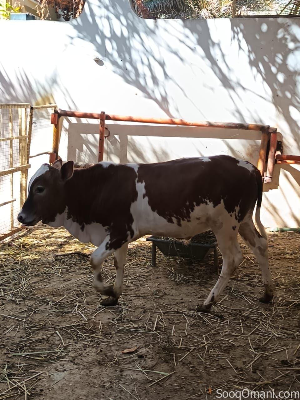 A Dhofari calf fed on local food