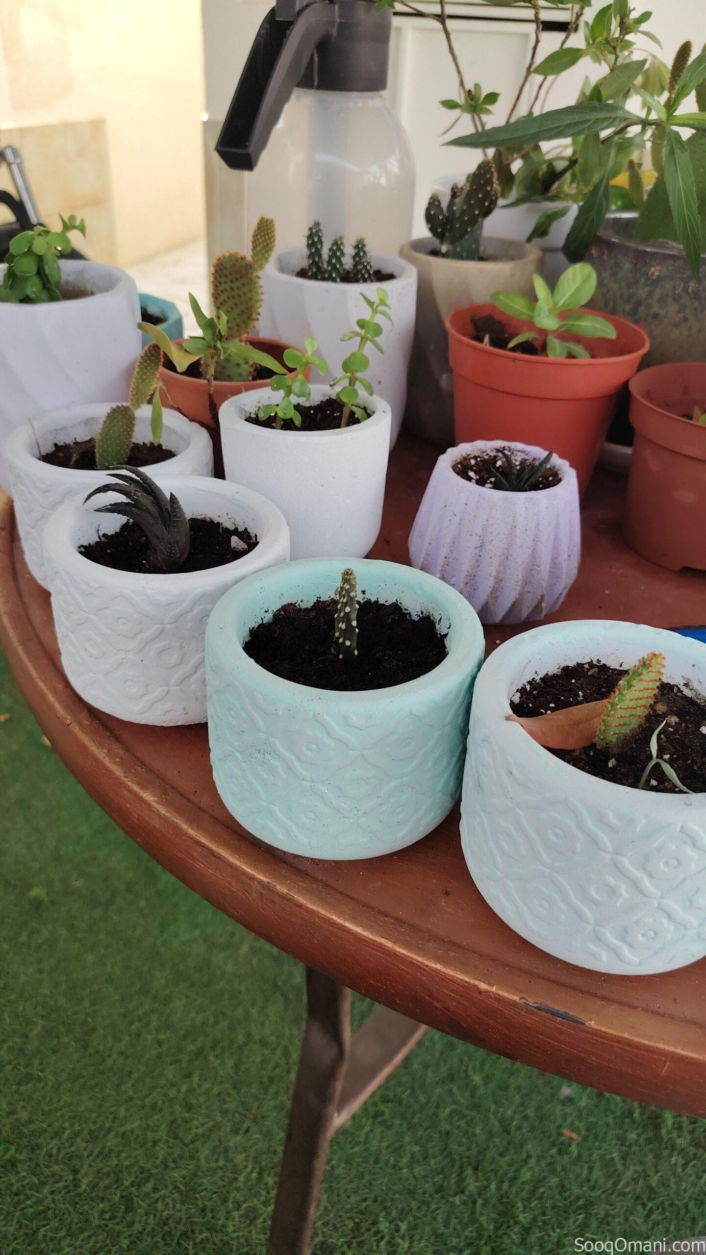 شتلات مع مزهرية بنص ريال