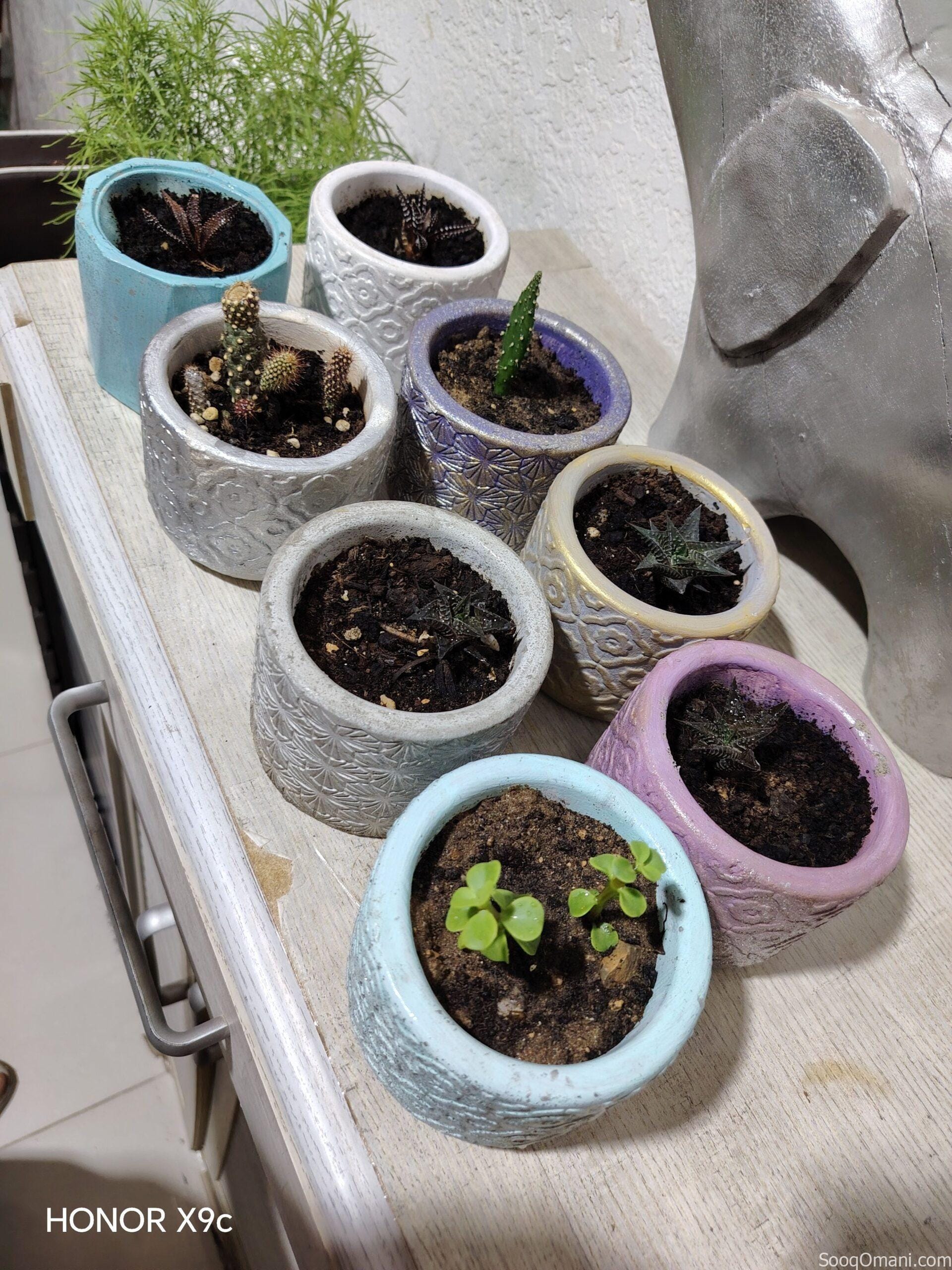 شتلات مع مزهرية بنص ريال