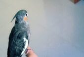 Cocktail parrot