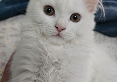 93c8860f-554e-48a3-a208-dee5b36a6e35-2