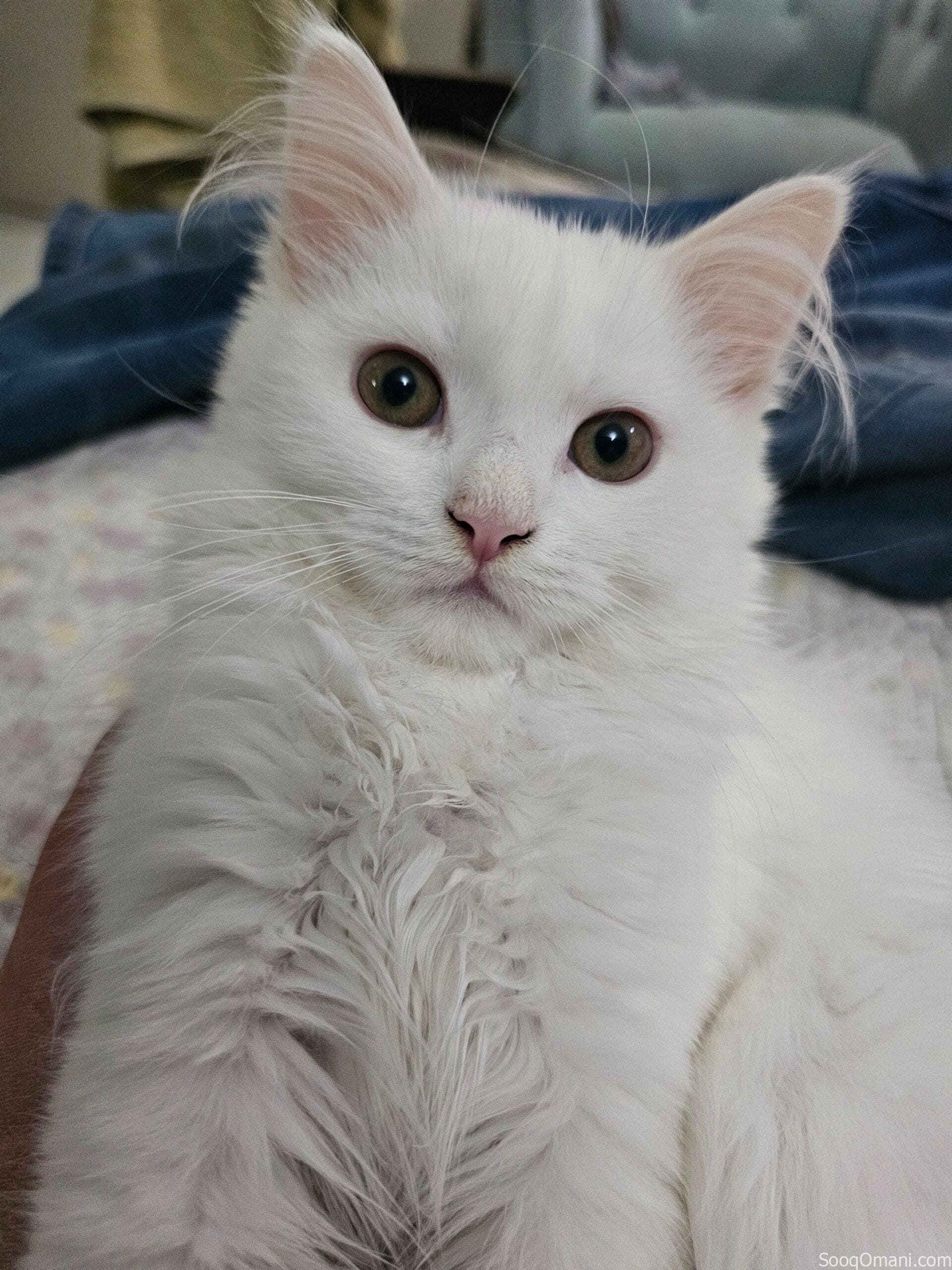 قط من ام سكوتش ستريت واب تركي