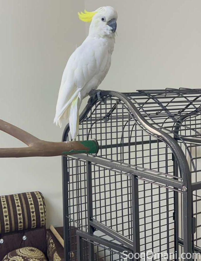 Cockatoo for sale