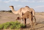 A she-camel, daughter of Sarab, son of the gazelle, the old one, with a young camel from Mayas, son of Al-Lahoush