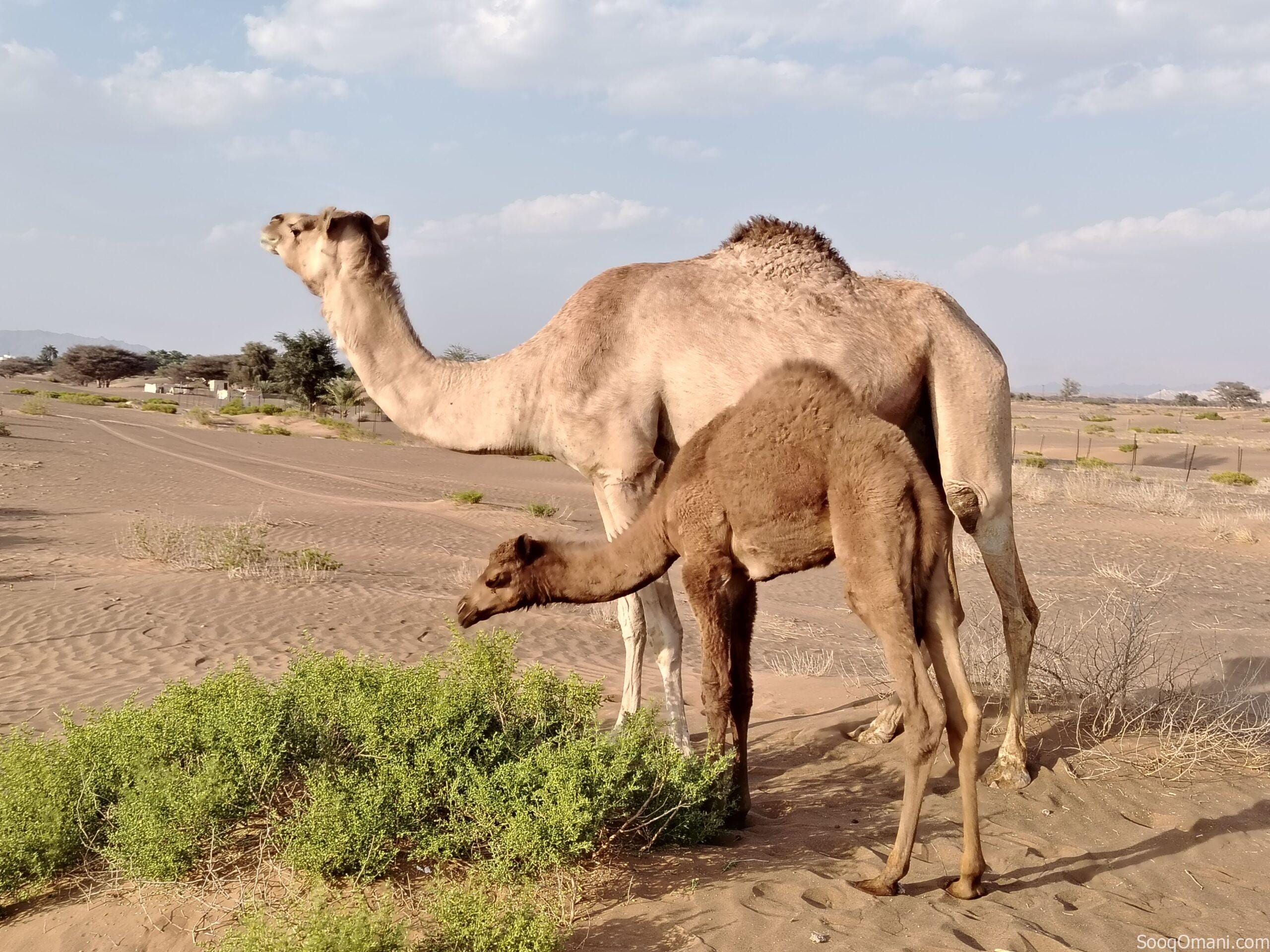 A she-camel, daughter of Sarab, son of the gazelle, the old one, with a young camel from Mayas, son of Al-Lahoush