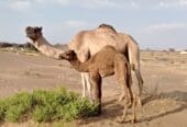 A she-camel, daughter of Sarab, son of the gazelle, the old one, with a young camel from Mayas, son of Al-Lahoush