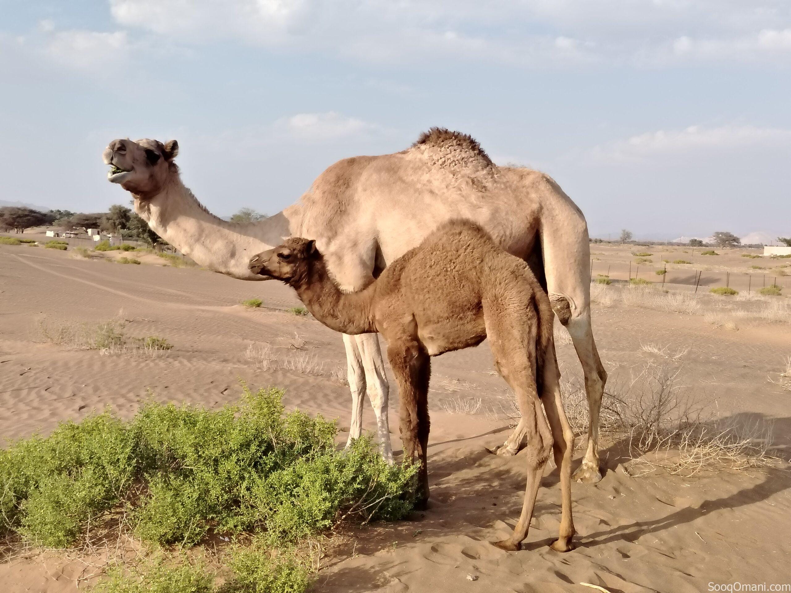 A she-camel, daughter of Sarab, son of the gazelle, the old one, with a young camel from Mayas, son of Al-Lahoush