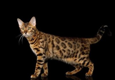 316b0723-443e-4507-a2b6-aacd02c8a6c4