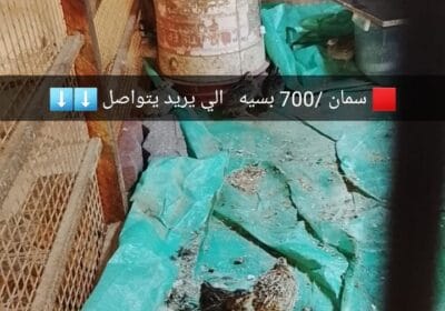 4e91bae4-982b-463a-845a-4b2340646d6e