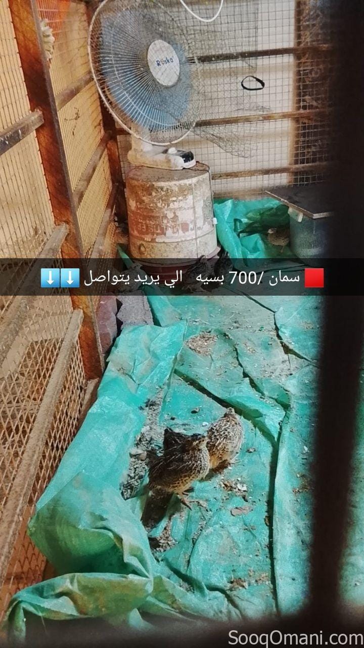 طيور سمان او فري للبيع الحبه ب 700 لحق ما تلحق