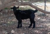 goat for sale