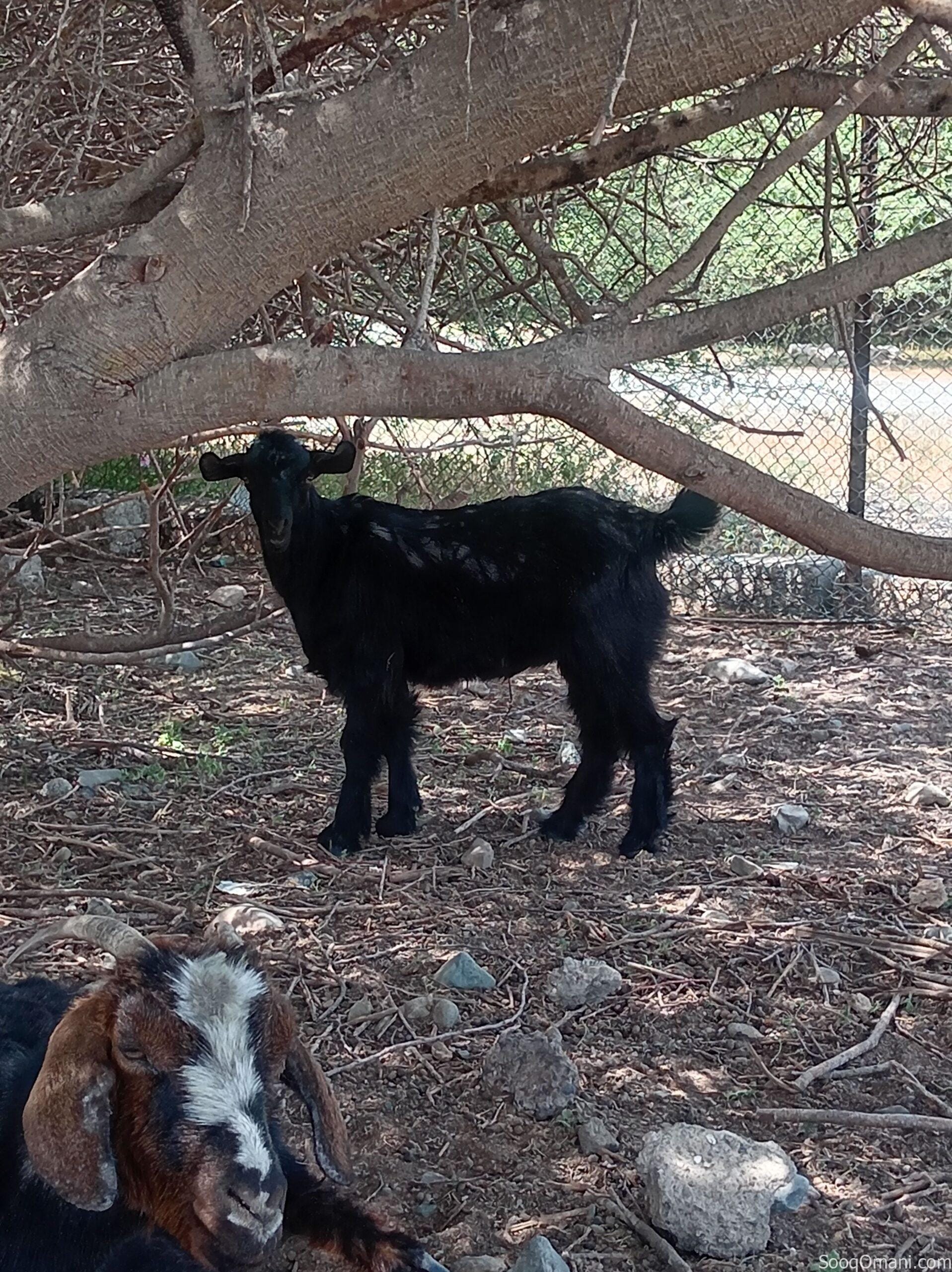 goat for sale