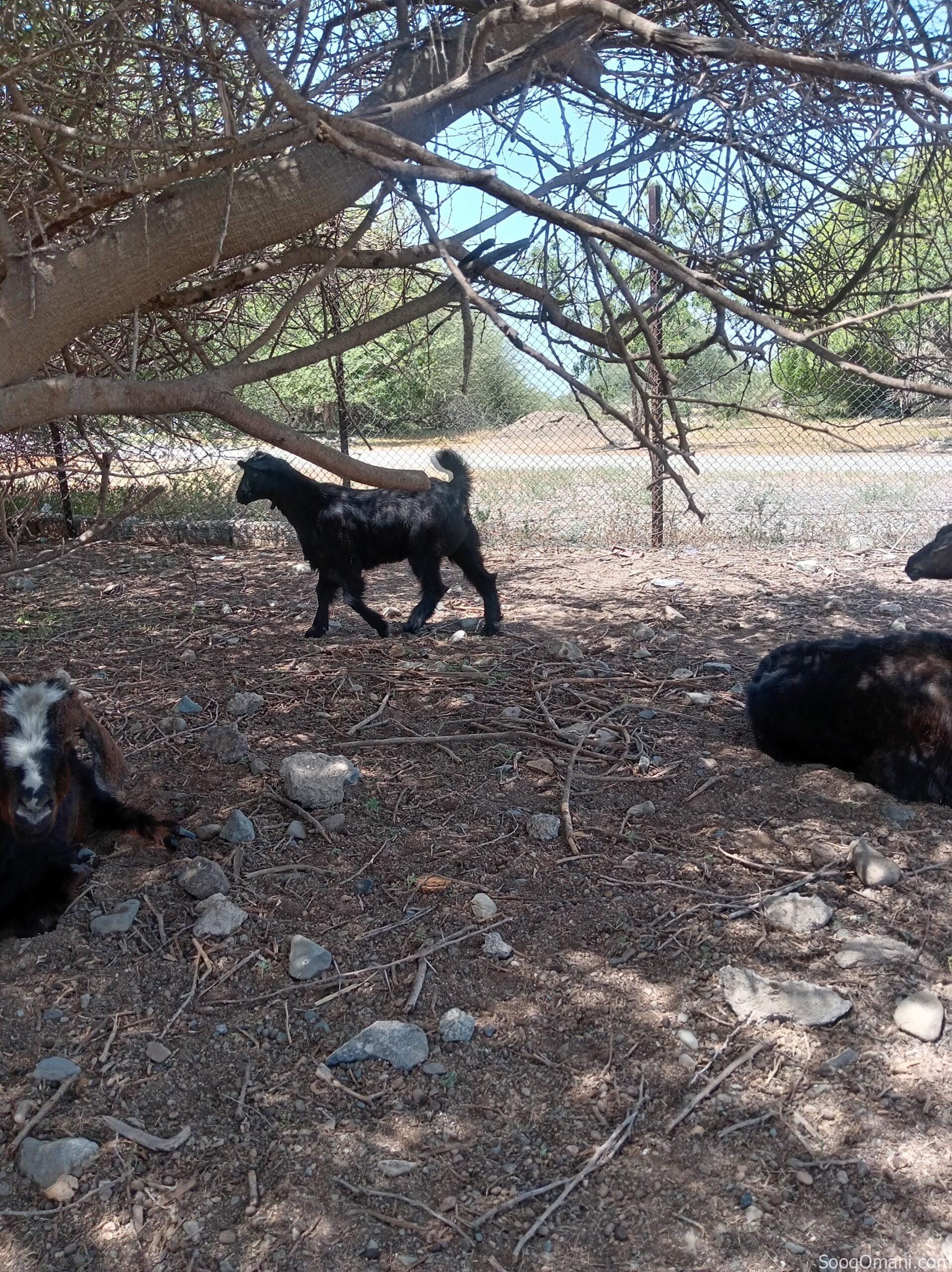 goat for sale