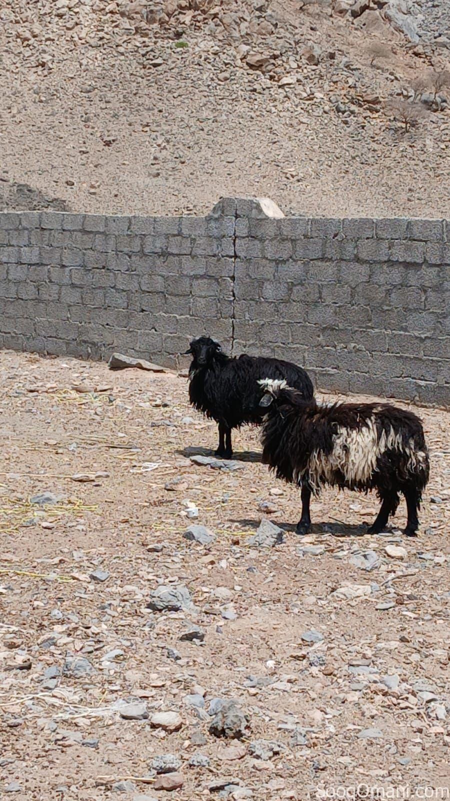بيع كبشان عمانيات اصل