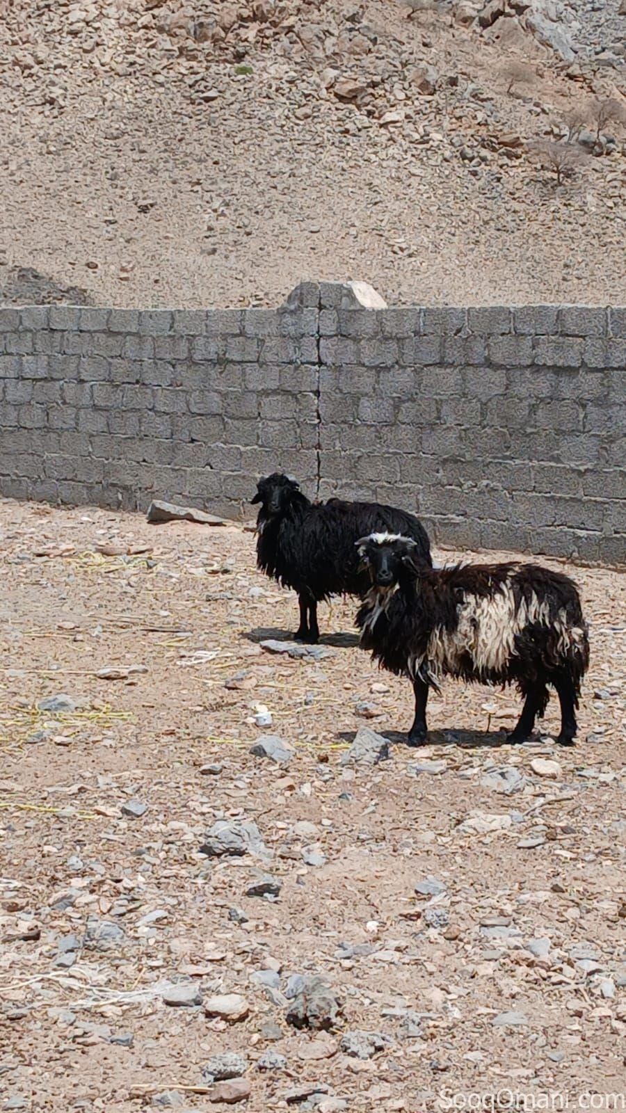 بيع كبشان عمانيات اصل