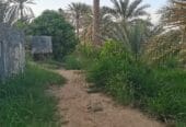 Agricultural land for sale in Al Dhahirah, Dhank