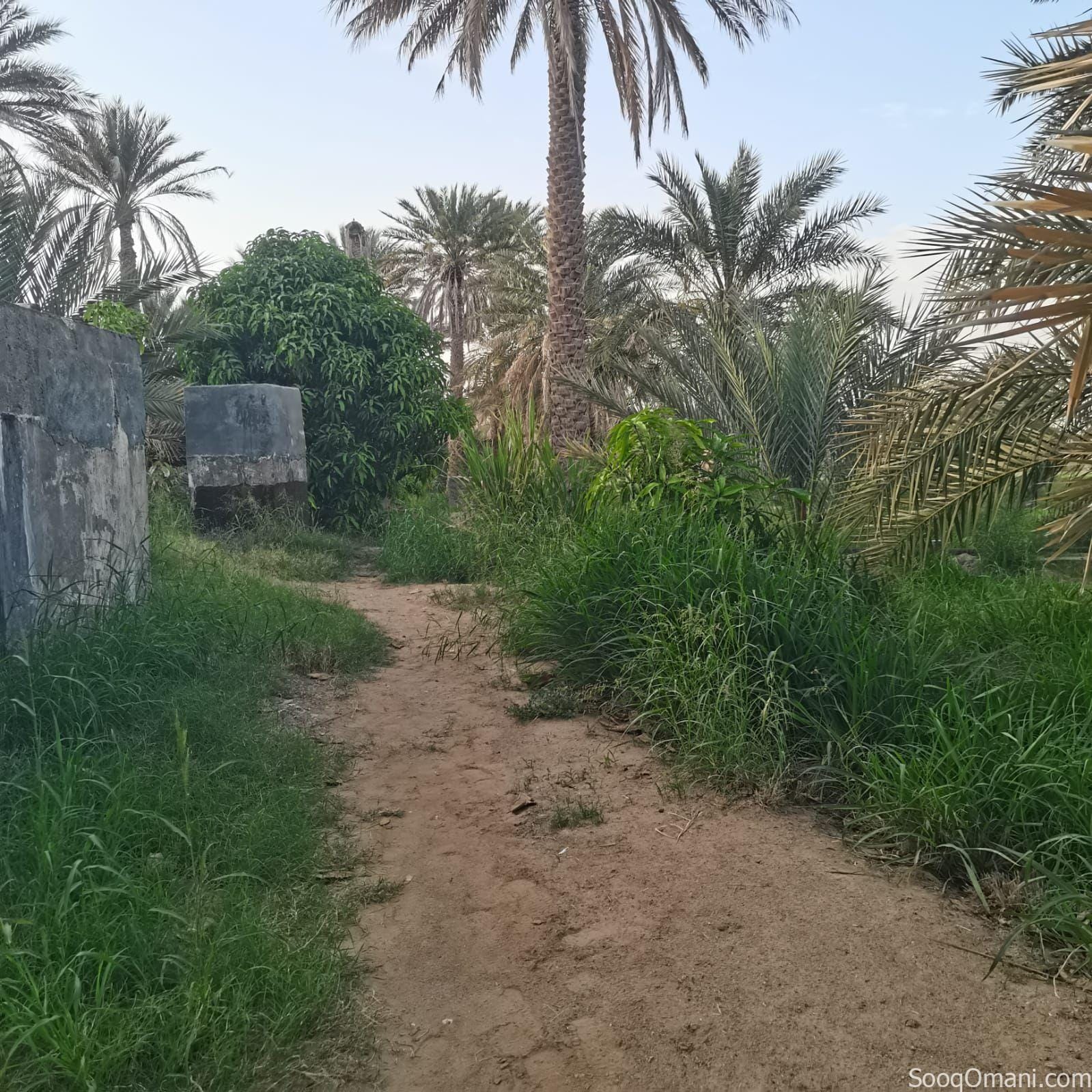 Agricultural land for sale in Al Dhahirah, Dhank