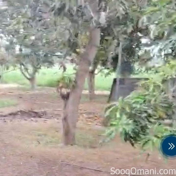 مزرعه للبيع في صحم مجز الصغرى 27500 فدان