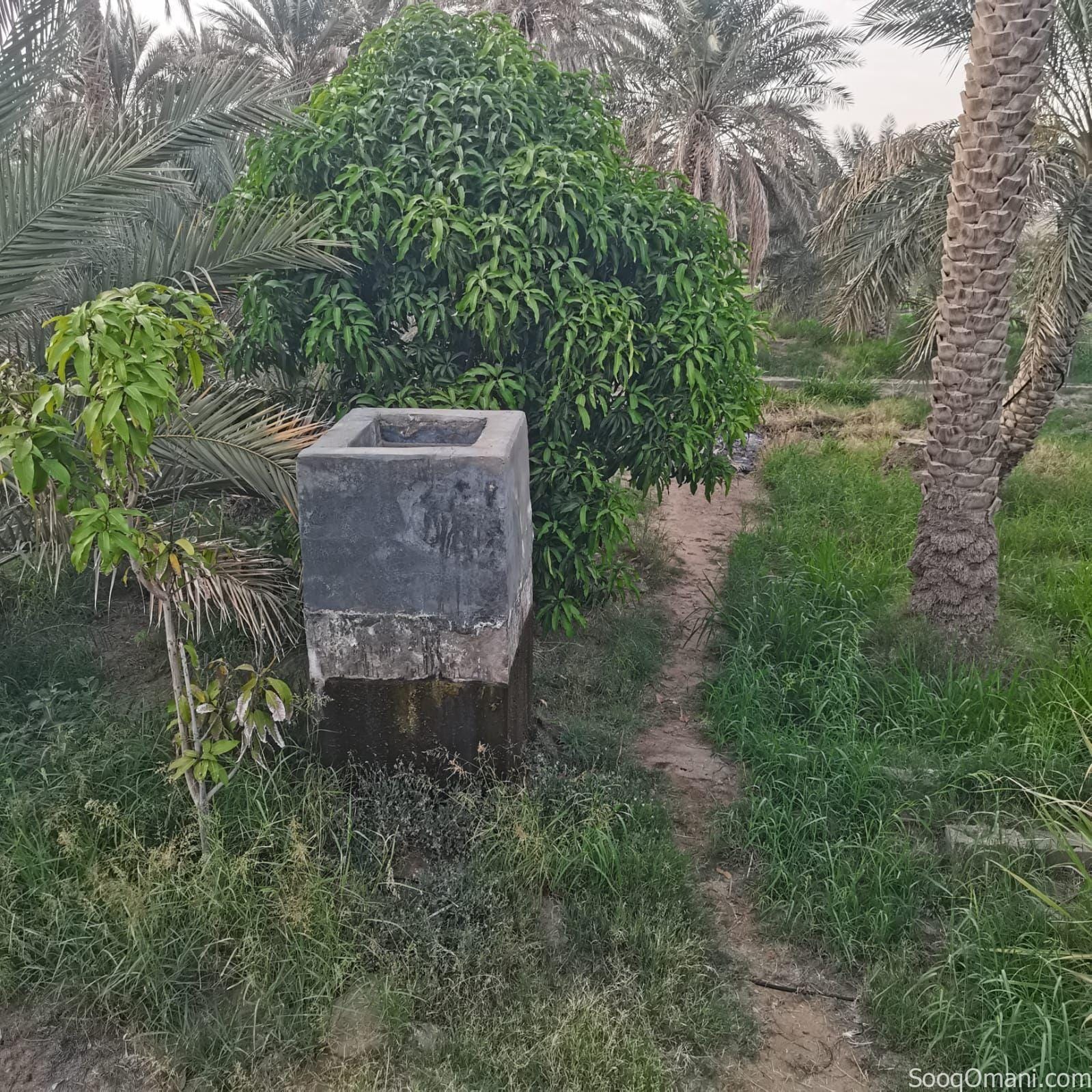 أرض زراعية للبيع الظاهره ضنك