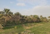 Agricultural land for sale in Al Dhahirah, Dhank