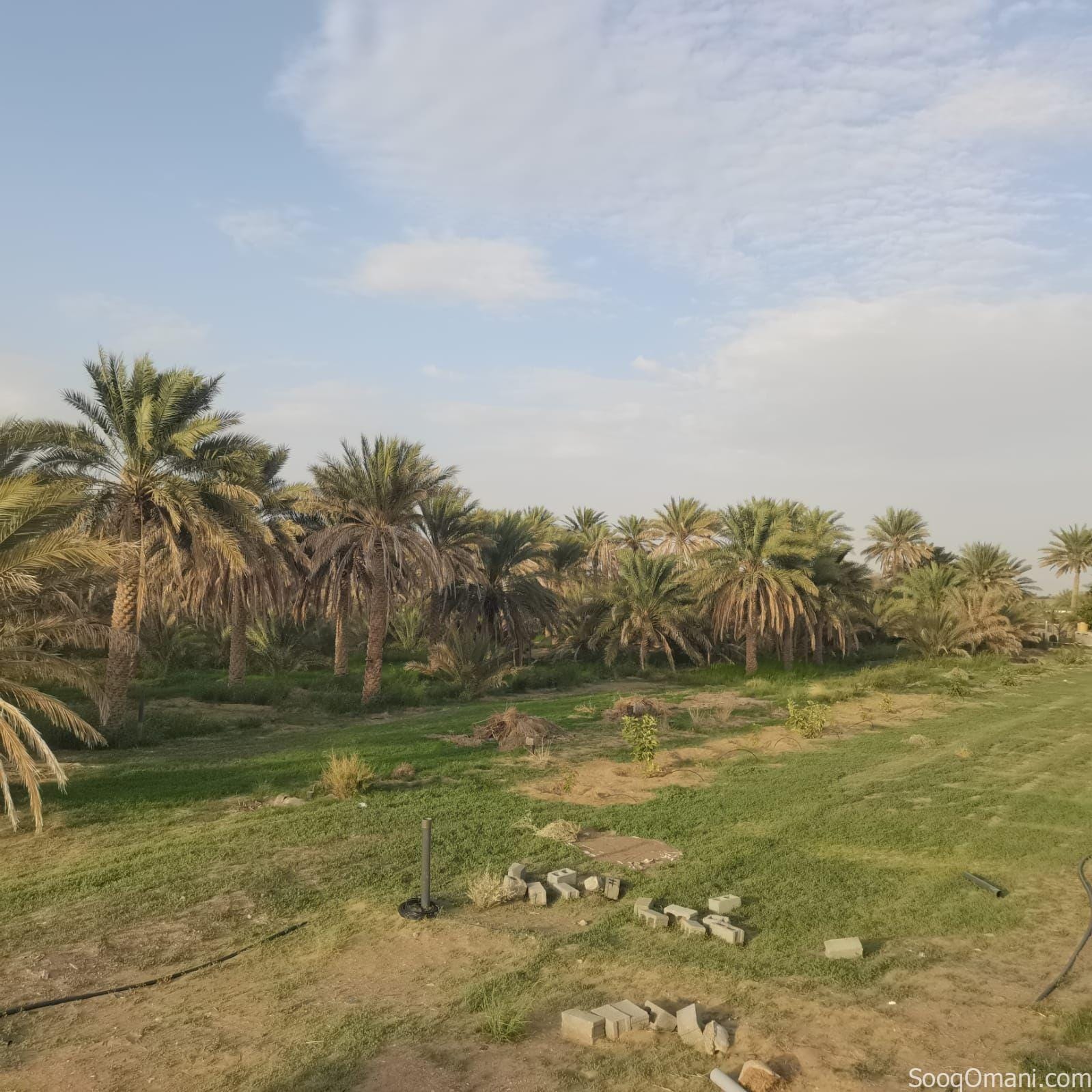 أرض زراعية للبيع الظاهره ضنك