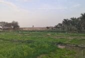 Agricultural land for sale in Al Dhahirah, Dhank