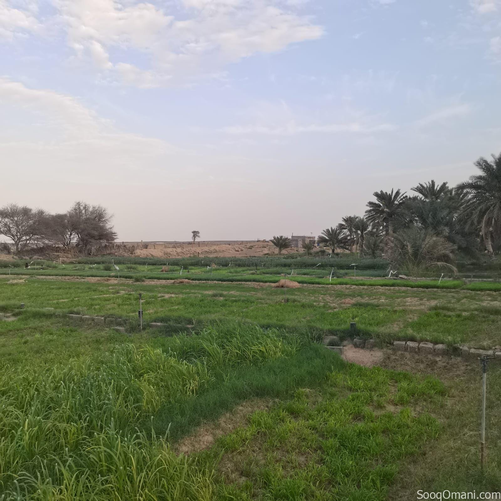 Agricultural land for sale in Al Dhahirah, Dhank
