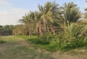 أرض زراعية للبيع الظاهره ضنك