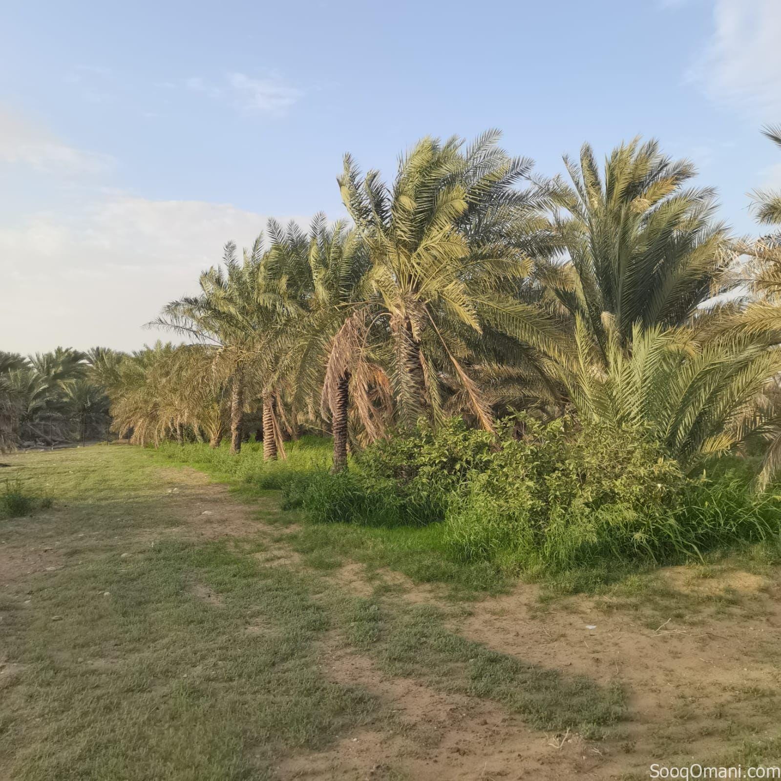 Agricultural land for sale in Al Dhahirah, Dhank