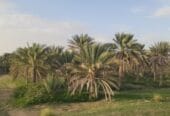 أرض زراعية للبيع الظاهره ضنك