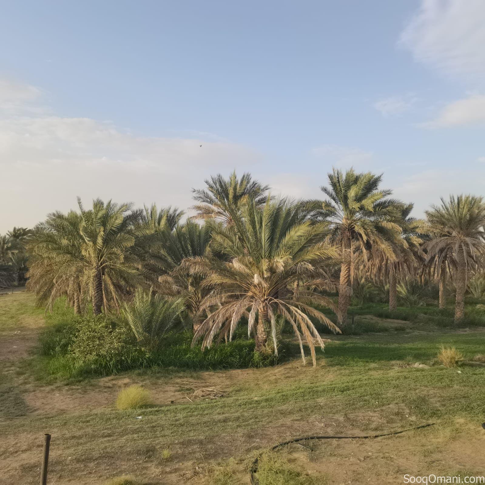 Agricultural land for sale in Al Dhahirah, Dhank