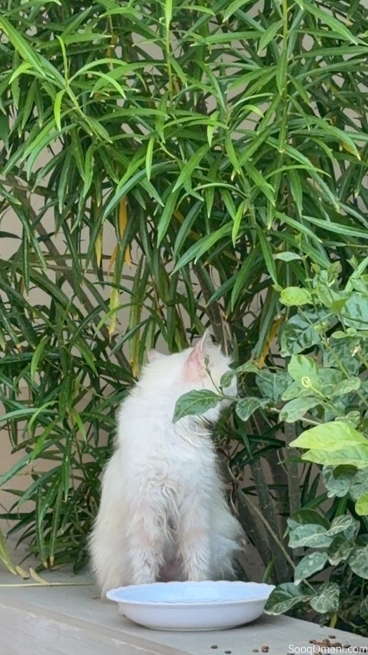 Persian and Himalayan cats for sale