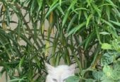 Persian and Himalayan cats for sale