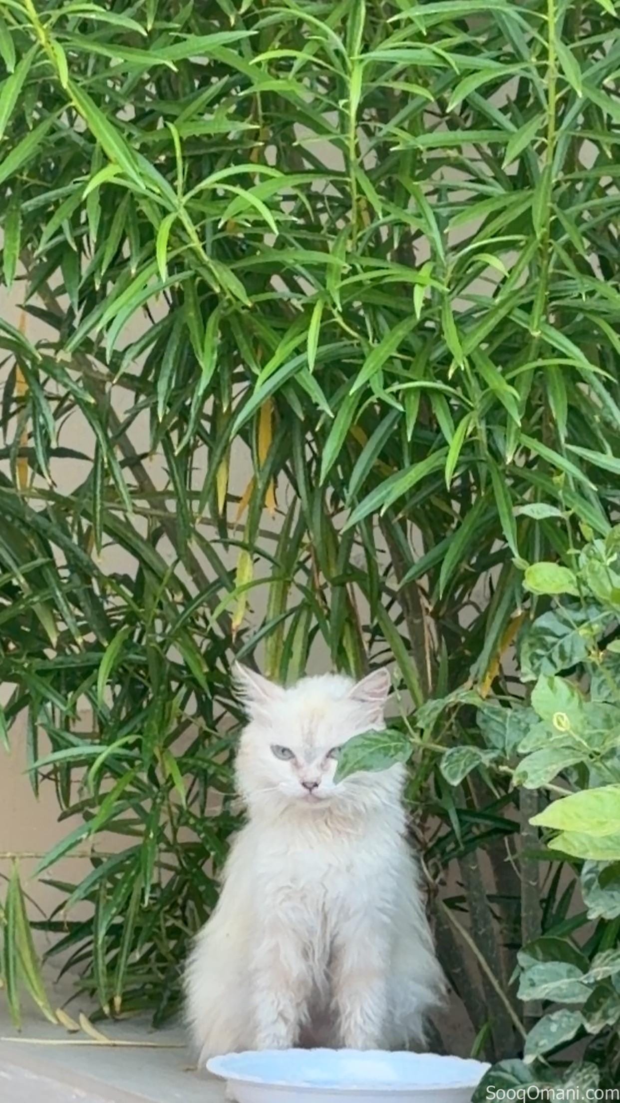 قطط للبيع شيرازي وهملايا