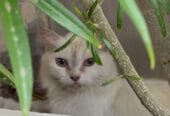 Persian and Himalayan cats for sale