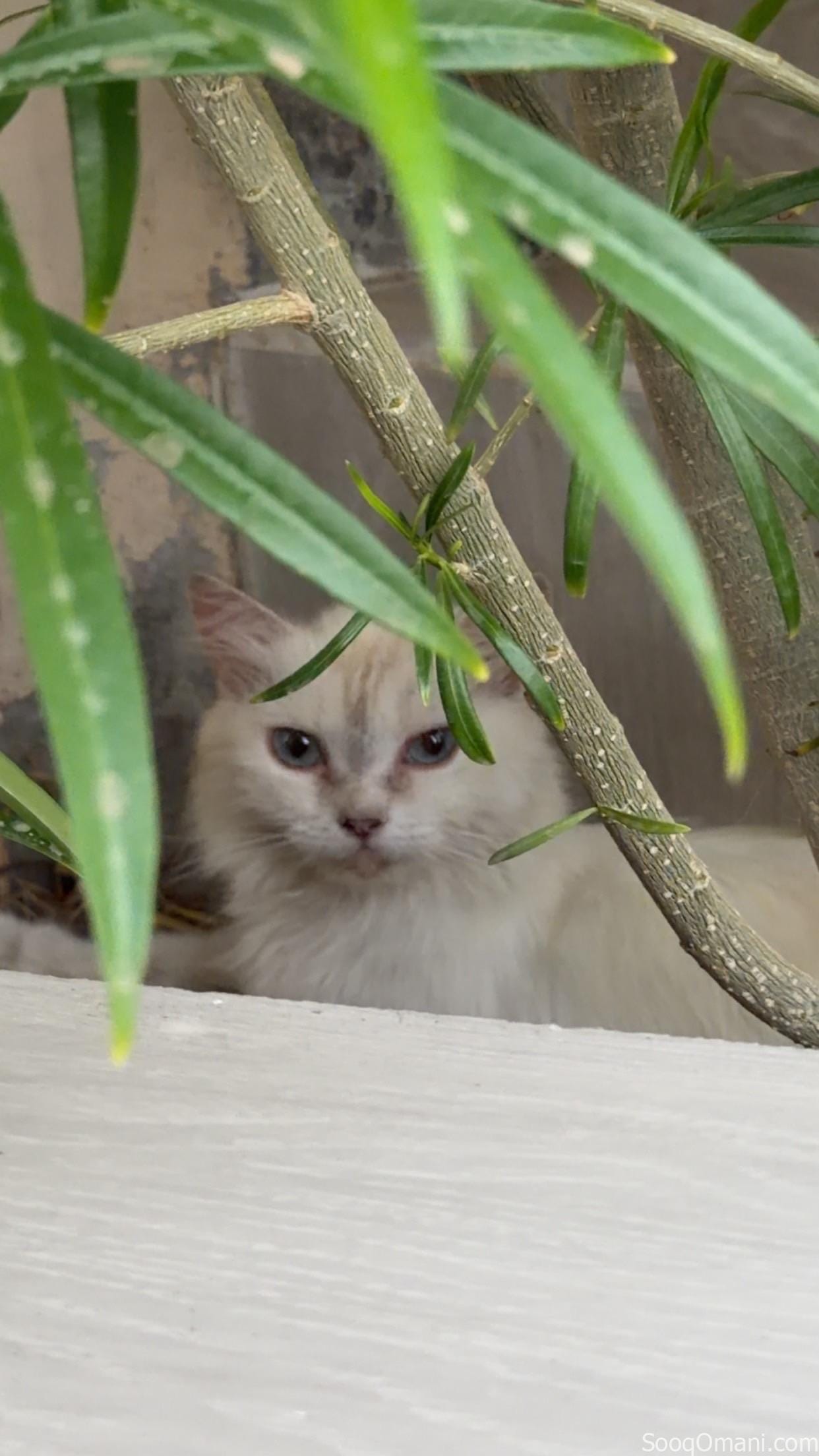 Persian and Himalayan cats for sale