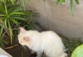 قطط للبيع شيرازي وهملايا