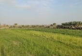 Agricultural land for sale in Al Dhahirah, Dhank