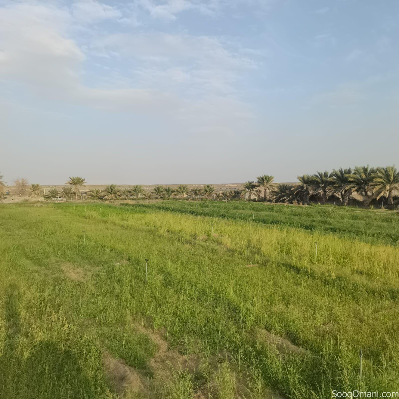 Agricultural land for sale in Al Dhahirah, Dhank