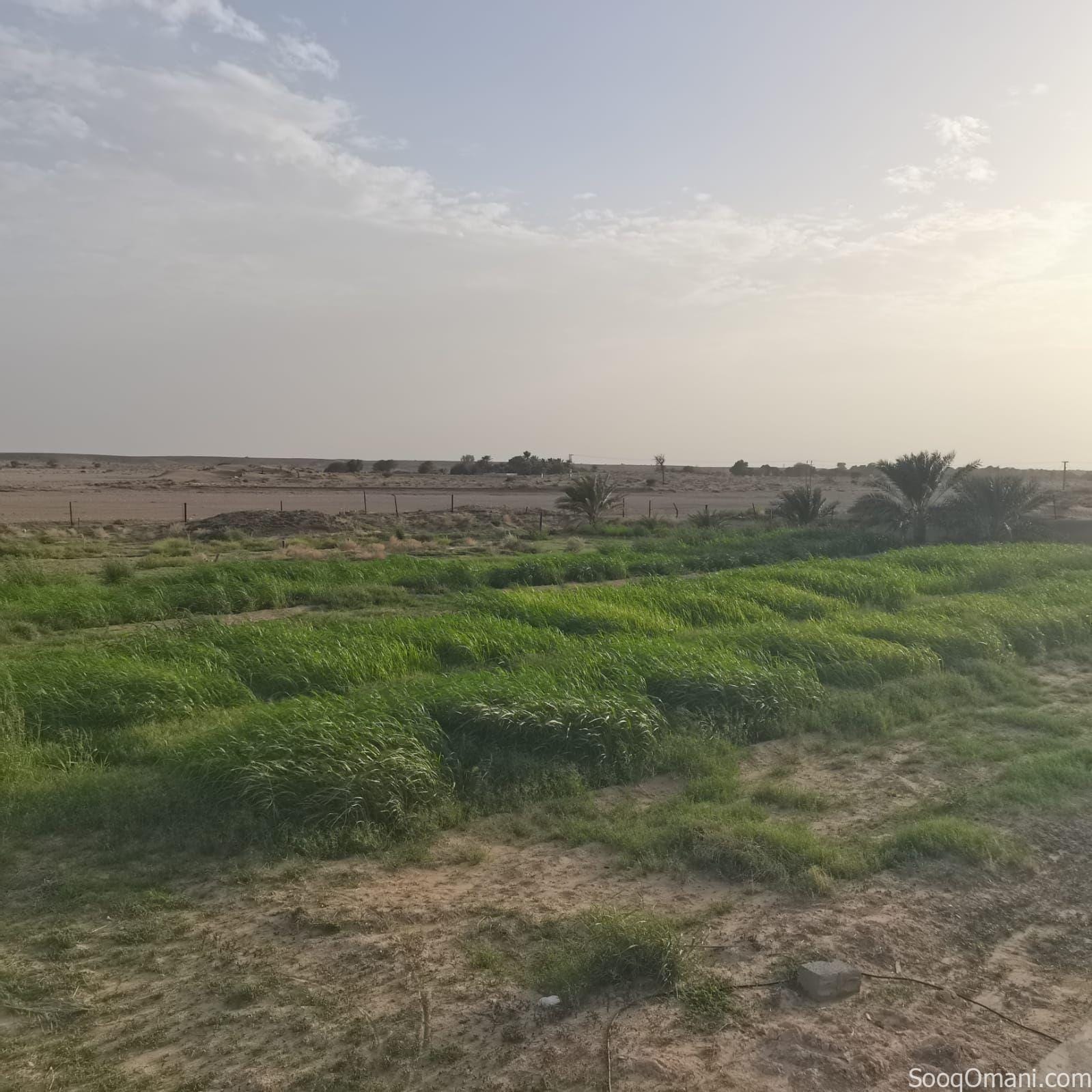 Agricultural land for sale in Al Dhahirah, Dhank