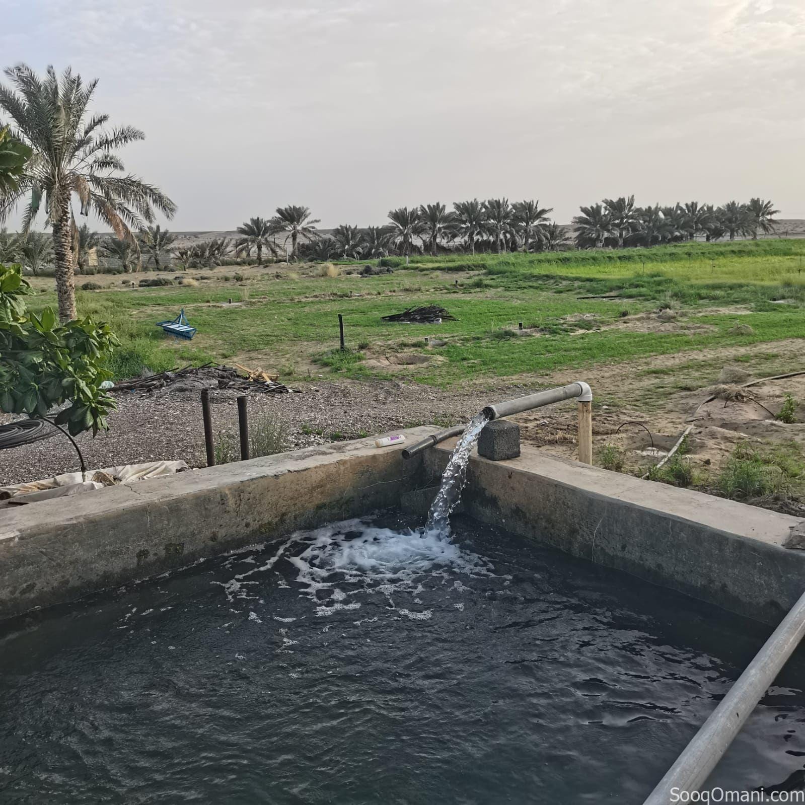 Agricultural land for sale in Al Dhahirah, Dhank