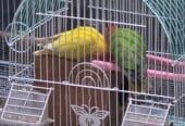 زوج روز منتج
