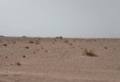 ارض زراعية للايجار السنوي – Agricultural land for annual rent