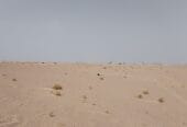ارض زراعية للايجار السنوي – Agricultural land for annual rent