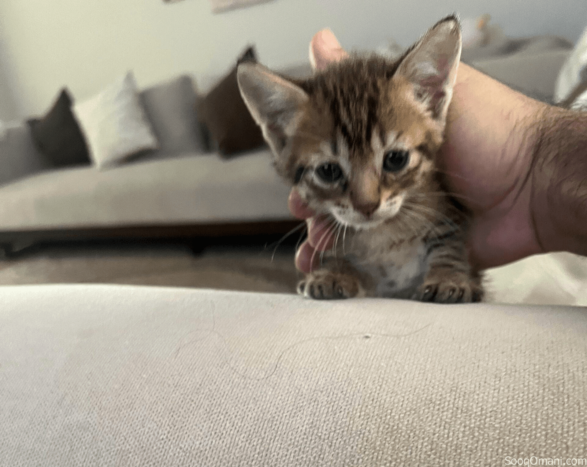 قطط سكوتش صغيره للبيع
