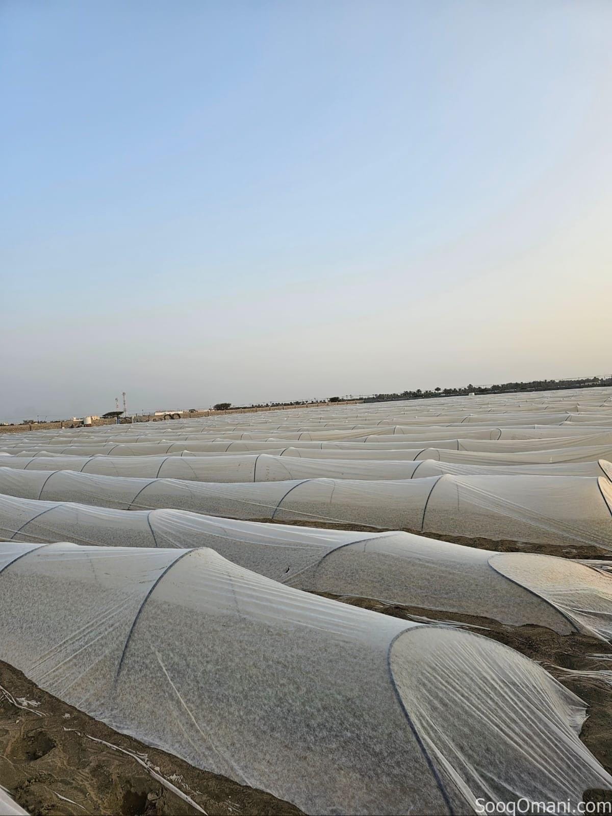 مزرعة للإيجار – ولاية السويق Farm for Rent – Al Suwaiq