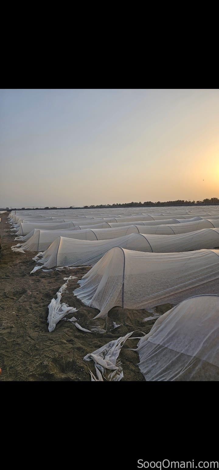 مزرعة للإيجار – ولاية السويق Farm for Rent – Al Suwaiq