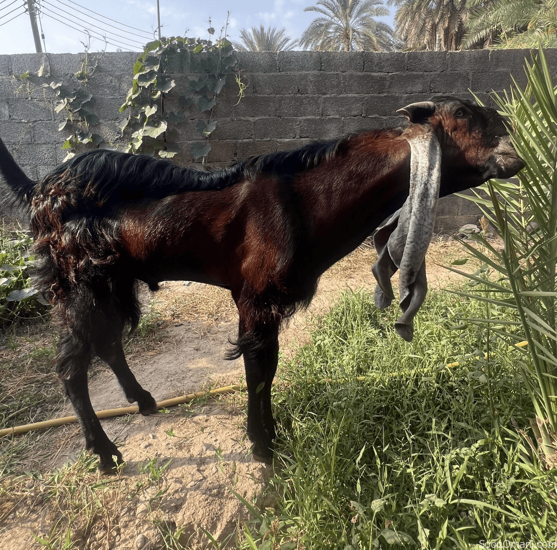 تيس حجازي للبيع