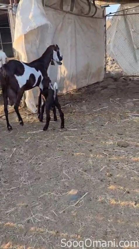 للبيع شاه باكستانية تحت تيس فحل مستقبلي ماشاء الله تبارك الله حلال طيب